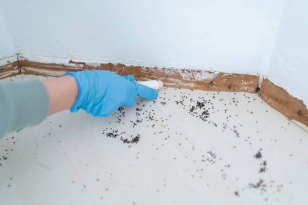 Best Residential Pest Control  in Sheffield, IA